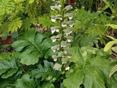 -国家植物园南园