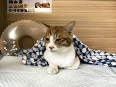-达爱动物医院·犬猫分区·CT·复杂眼科(远洋山水分院)