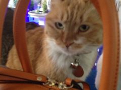 iphone_upload_pic-Sirena海妖日咖夜酒