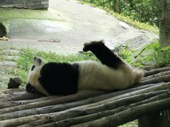 -都江堰中华大熊猫苑