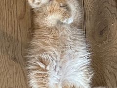 -老吴的猫·猫舍(新区店)
