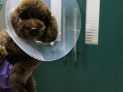 -康旭宠物医院(郑州总院)