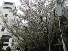 -武汉大学-樱园