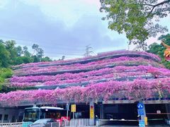 -深圳仙湖植物园