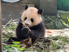 -中国大熊猫保护研究中心雅安碧峰峡基地