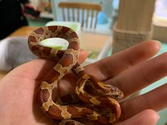 -藦茜花园宠物主题亲子互动体验馆(国顺东路店)