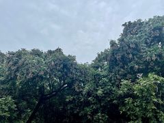 -张坝桂圆林公园