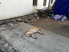 -林坑古村落