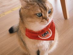 -猫小主咖啡·猫咖cat cafe(福田店)