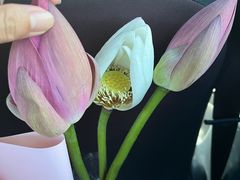 -朝来春花卉市场