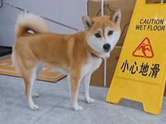 -艾贝尔宠物医院·宠保定点·超声绝育·免疫点(樱花路店)