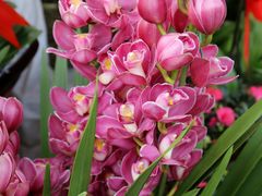 -秦美花卉(天朗·莱茵小城2期店)