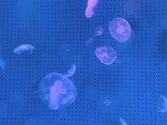 -厦门海底世界