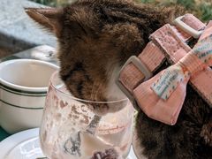 -SAFARI COFFEE