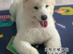 -芭比堂动物医院·24小时·眼科中心(深圳中心)