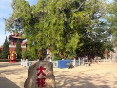 -大槐树寻根祭祖园