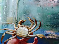 -阳澄湖大闸蟹·琼灵阁牌品牌连锁(吴中总店)