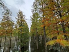 -池杉湖湿地公园