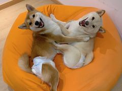 -南京Hallo宠物乐园·哈罗犬舍·柴犬繁育基地