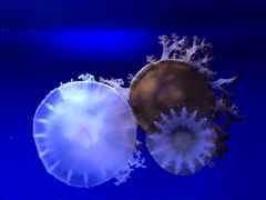 -芜湖新华联大白鲸海洋公园