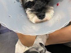 -宠爱国际动物医院· 猫科· 外科·中兽医(长白店)