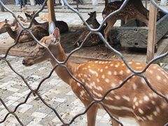 -长白岛森林公园