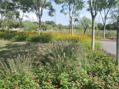 -上海长兴岛郊野公园