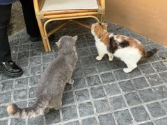 -猫岛主趣味餐厅(鼓浪屿店)