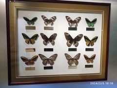 -上海昆虫博物馆