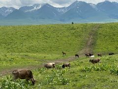 -新疆那拉提国家旅游度假区