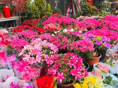 -平吉花卉市场