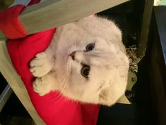 android_upload_pic-MIKAKU(万达广场上海宝山店)