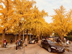 -三里屯东五街银杏大道