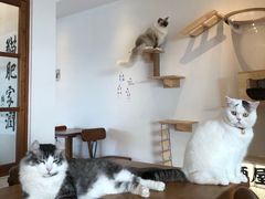 -猫小主咖啡·猫咖cat cafe(福田店)