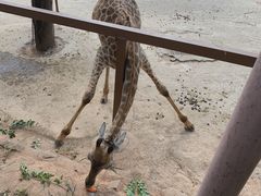 -深圳野生动物园