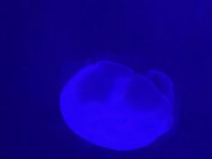 -暹罗海洋世界