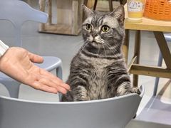 -豆逗聊愈猫阁Easy Life