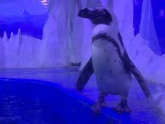 -多彩贵州城极地海洋世界