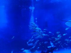 -烟台海昌鲸鲨海洋公园