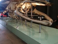 -墨尔本博物馆(Melbourne Museum)