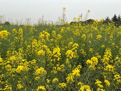 -高东镇樱花园