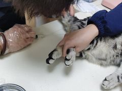 -全心全意连锁动物医院·微创中心·内科急重症·心脏专科(丰管路店)
