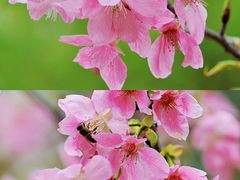 -天适樱花悠乐园