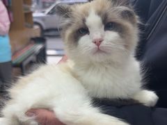 -中农大我爱我爱动物医院·核磁CT·猫病·24小时夜诊中心(石佛营店)