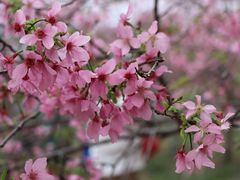 -天适樱花悠乐园