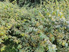 -南山植物园