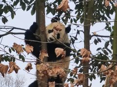 -都江堰中华大熊猫苑