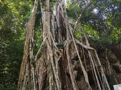 -中国科学院西双版纳热带植物园