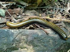 -碓臼峪自然风景区