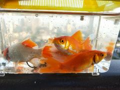 -珠海圆明新园